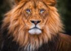 What Do Lions in Prophetic Dreams Really Mean? Good or Bad?