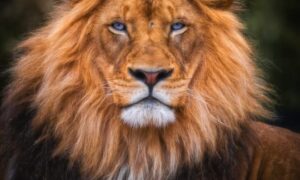 What Do Lions in Prophetic Dreams Really Mean? Good or Bad?